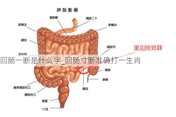 回肠一断是什么字_回肠寸断准确打一生肖