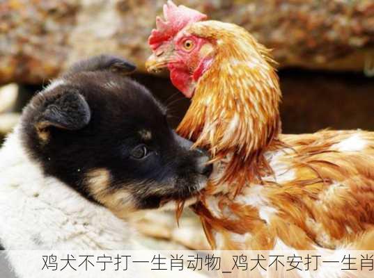 鸡犬不宁打一生肖动物_鸡犬不安打一生肖