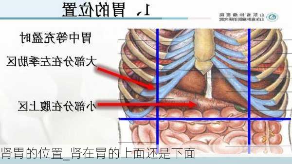 肾胃的位置_肾在胃的上面还是下面