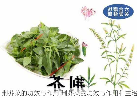 荆芥菜的功效与作用,荆芥菜的功效与作用和主治