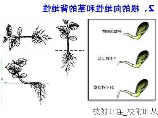 枝附叶连_枝附叶从