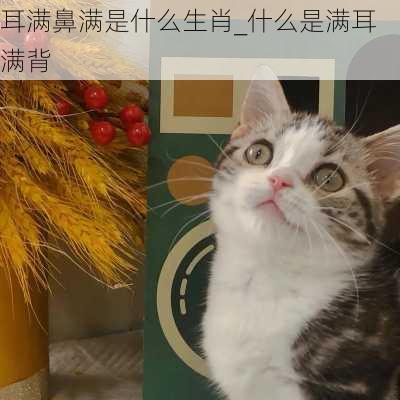 耳满鼻满是什么生肖_什么是满耳满背