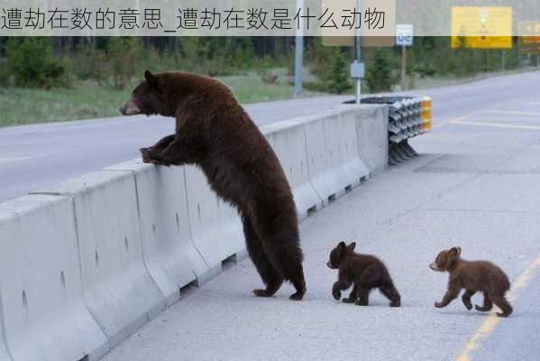 遭劫在数的意思_遭劫在数是什么动物