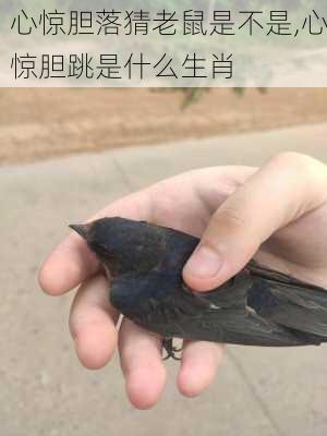 心惊胆落猜老鼠是不是,心惊胆跳是什么生肖