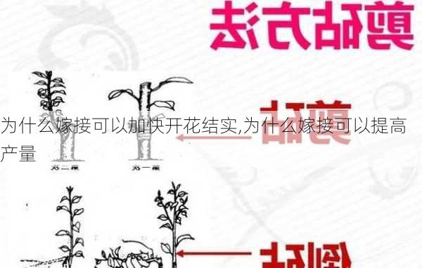 为什么嫁接可以加快开花结实,为什么嫁接可以提高产量