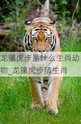 龙骧虎步是什么生肖动物_龙骧虎步猜生肖