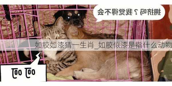 如胶如漆猜一生肖_如胶似漆是指什么动物