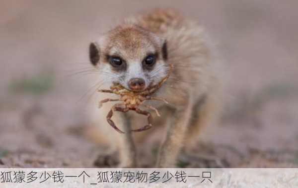 狐獴多少钱一个_狐獴宠物多少钱一只