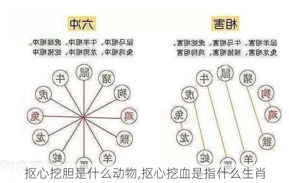 抠心挖胆是什么动物,抠心挖血是指什么生肖