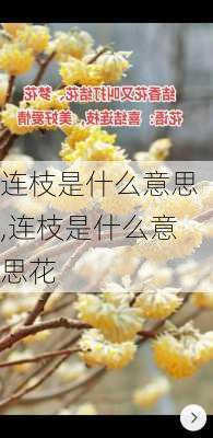 连枝是什么意思,连枝是什么意思花