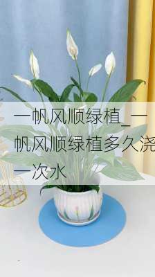 一帆风顺绿植_一帆风顺绿植多久浇一次水