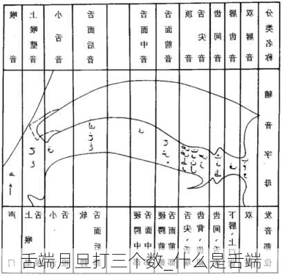 舌端月旦打三个数_什么是舌端