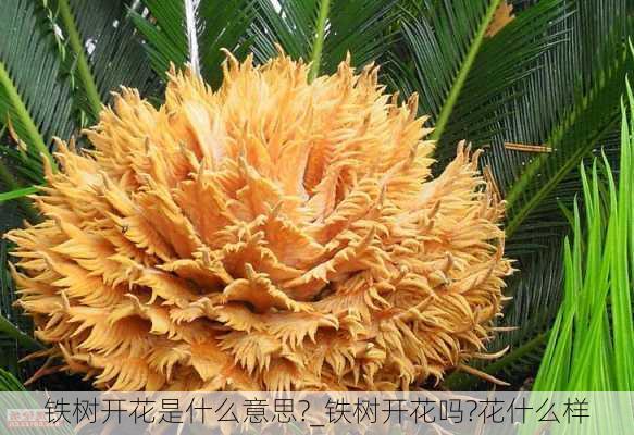 铁树开花是什么意思?_铁树开花吗?花什么样