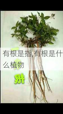 有根是指,有根是什么植物