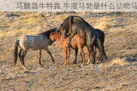 马騳骉牛牪犇,牛溲马勃是什么动物马