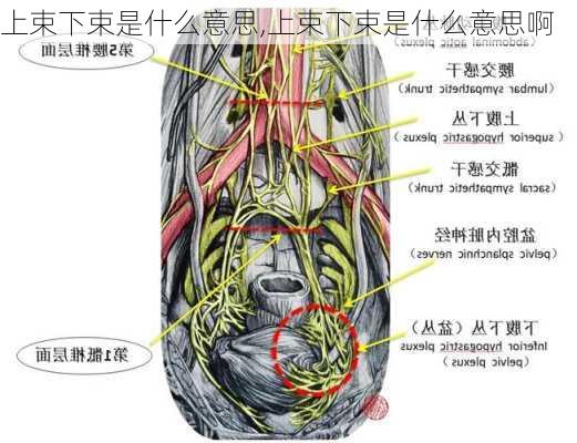 上束下束是什么意思,上束下束是什么意思啊