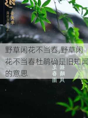 野草闲花不当春,野草闲花不当春杜鹃确是旧知闻的意思