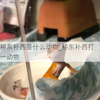 移东补西是什么动物_移东补西打一动物